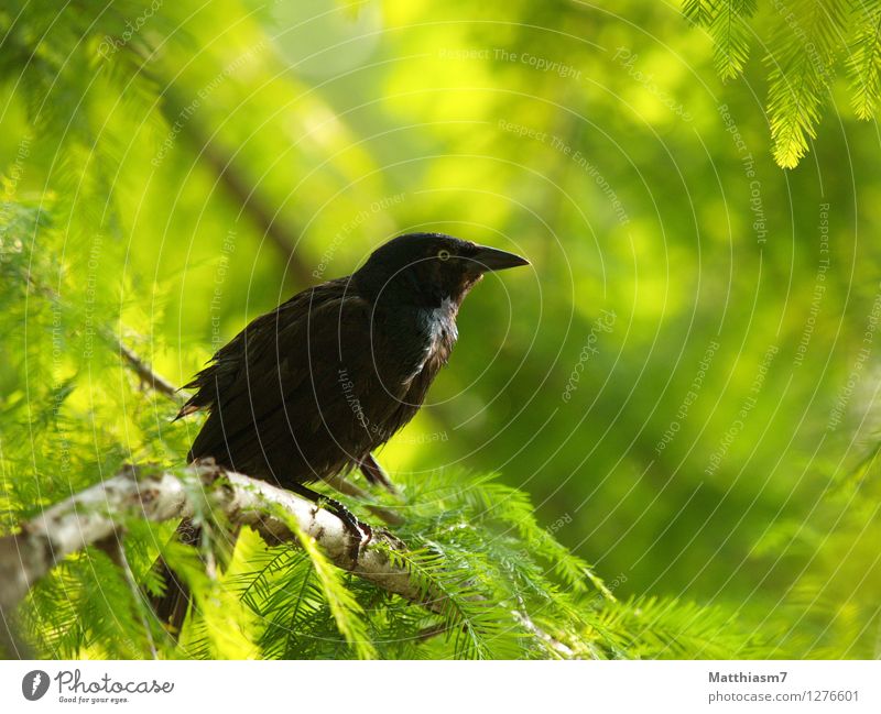 Jackdaw Nature Animal Sun A Royalty Free Stock Photo From Photocase