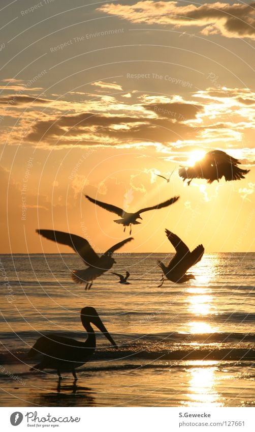 Florida birds Sunset Beach Bird Pelican Seagull Ocean Sky USA bids vacation seagulls water