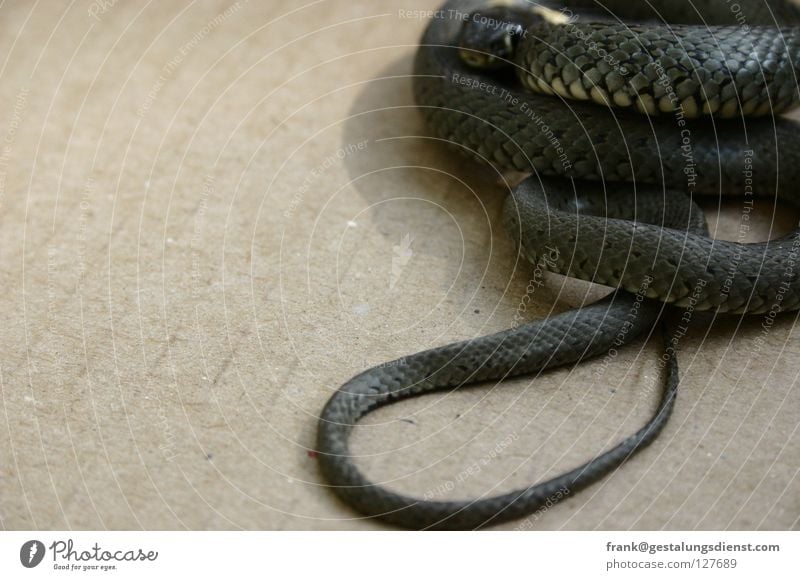 grass snake Animal Observe Ring-snake Fear Poison Striped Panic Snake Hide Flexible
