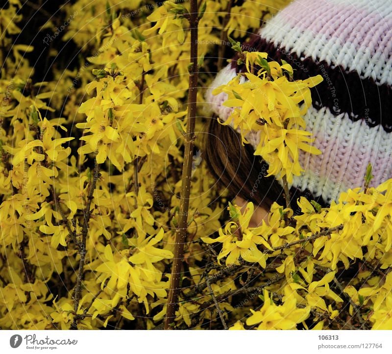 snoop Forsythia Plant Yellow Blossom Odor Spring Woman Bushes Spy Appraise Emotions Mysterious National security Attempt Attract Attraction Well-being