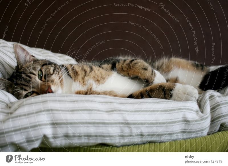 Lilalu Cat Green Stripe Brown Pelt Bed Whisker Soft Ball of wool Mammal putty Fatigue pauline