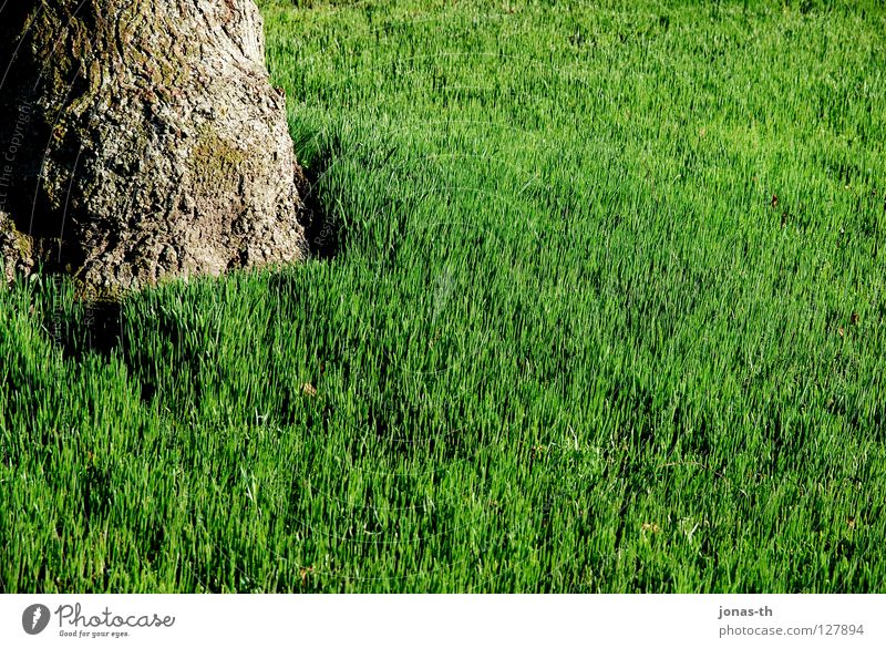 Fruity meadow Green Meadow Tree Spring Summer Relaxation Field brooks intense colours Lawn