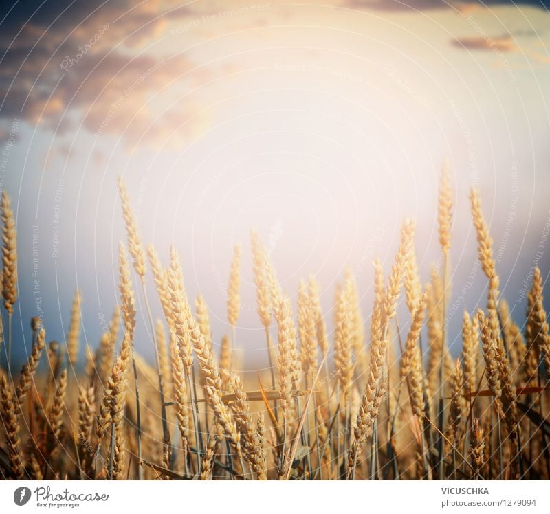 Cereal field Lifestyle Design Healthy Eating Nature Landscape Sky Horizon Sunrise Sunset Sunlight Summer Autumn Beautiful weather Plant Agricultural crop Field