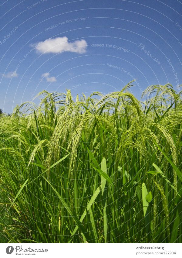 rice walk Food Nutrition Sky Clouds Warmth Field Blue Green Colour Ear of corn Blade of grass Rice Grain Clarity Agriculture Multicoloured Contrast Asia