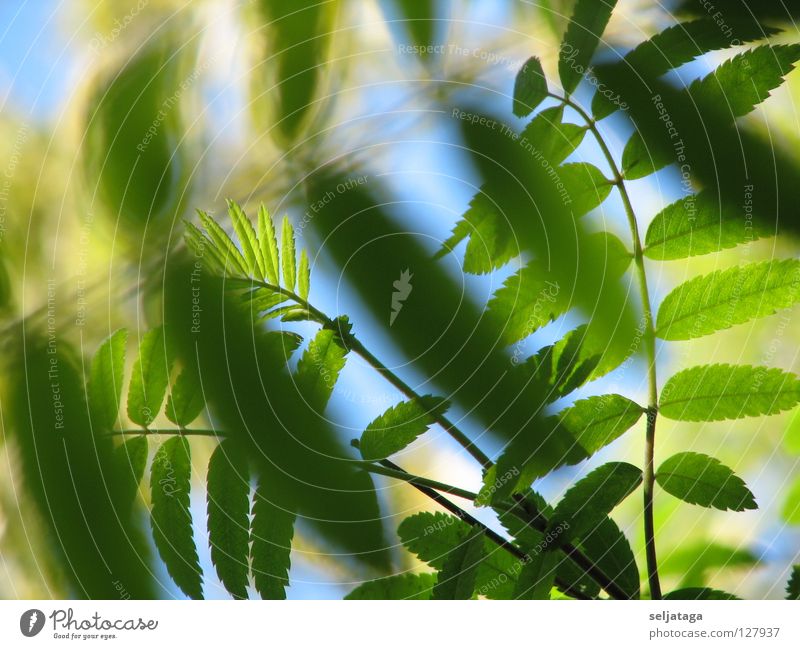 Foliage plans Nature Plant Sky dicotyledonous grove folio waft heeler