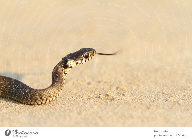 juvenile grass snake on sand Beach Youth (Young adults) Nature Animal Sand Grass Pet Snake Crawl Wild Green Black natrix natrix natrix danger Reptiles wildlife