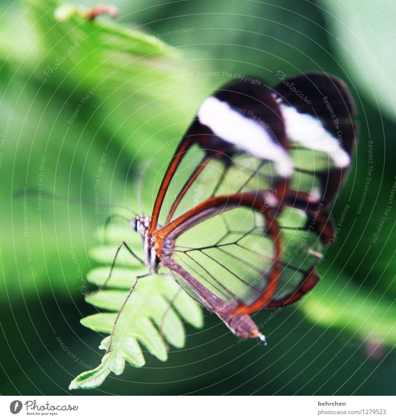 sometimes less is more Plant Fern Leaf Butterfly Wing glass wing butterfly Touch Movement Relaxation Flying Sleep Sit Exceptional Exotic Beautiful Brown Green