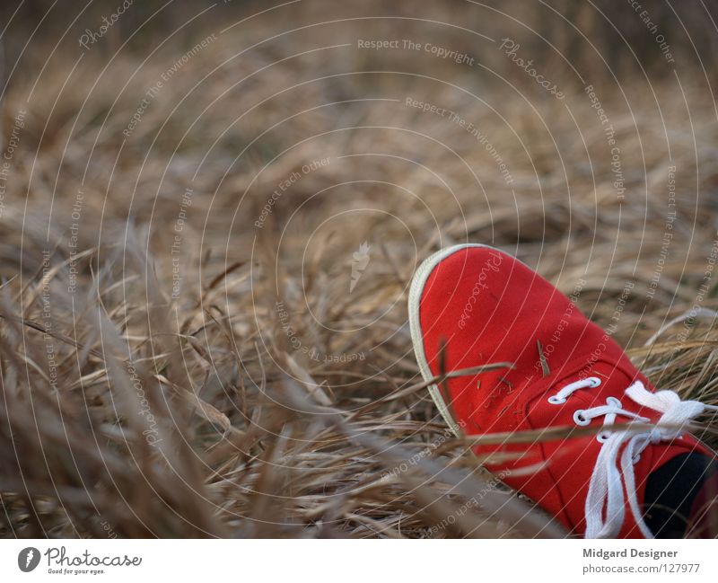 Red in the grass Summer Feet Nature Grass Field Footwear Sneakers Colour Straw Colour photo Multicoloured Exterior shot Close-up Day Evening Twilight Blur