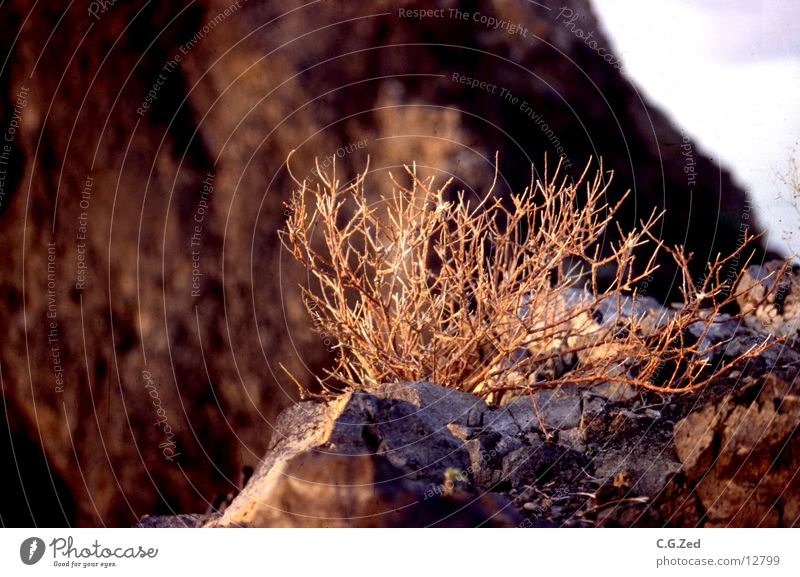 desert plant Bushes Physics Twig Kenya Turkana Desert Warmth