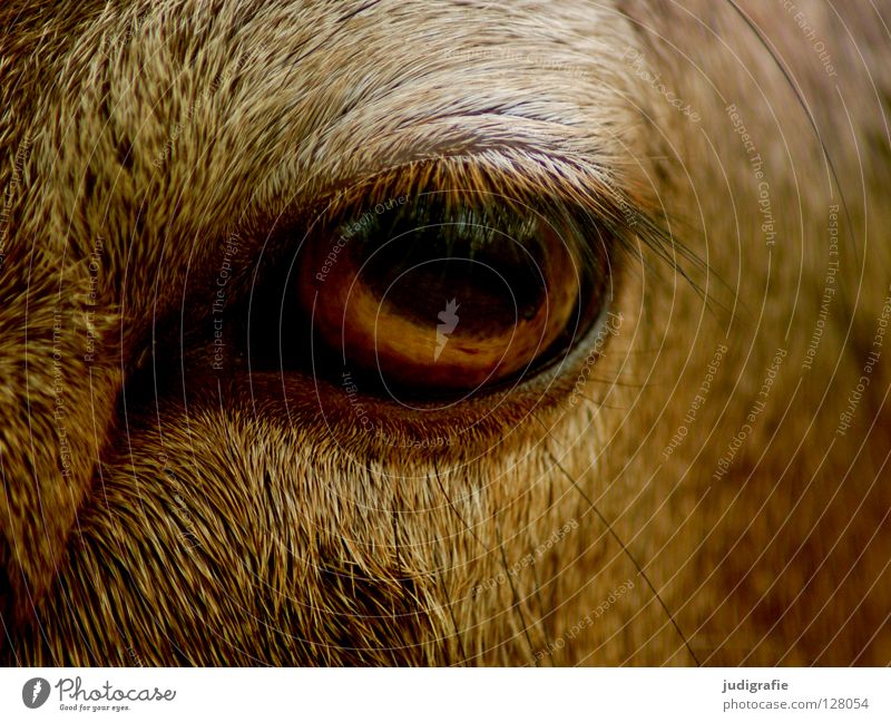 view Eyelash Pelt Animal Mammal European Mouflon Serene Curiosity Colour Macro (Extreme close-up) Close-up Looking moufflon game Smooth Calm