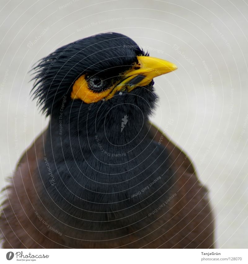 *¶ thieving ¶ Yellow Black Brown Gray Bird Animal Thief Beak Tar Thailand Koh Samui Feather Asia Macro (Extreme close-up) Close-up Blue grey pet larcenously