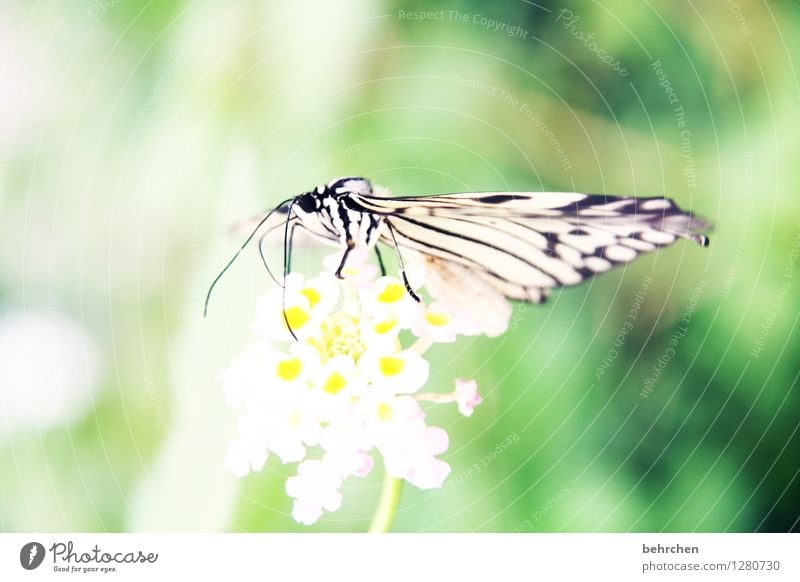 Delicate Nature Plant Animal Flower Leaf Blossom Garden Park Meadow Wild animal Butterfly Animal face Wing White tree nymph Legs Feeler 1 Observe Relaxation