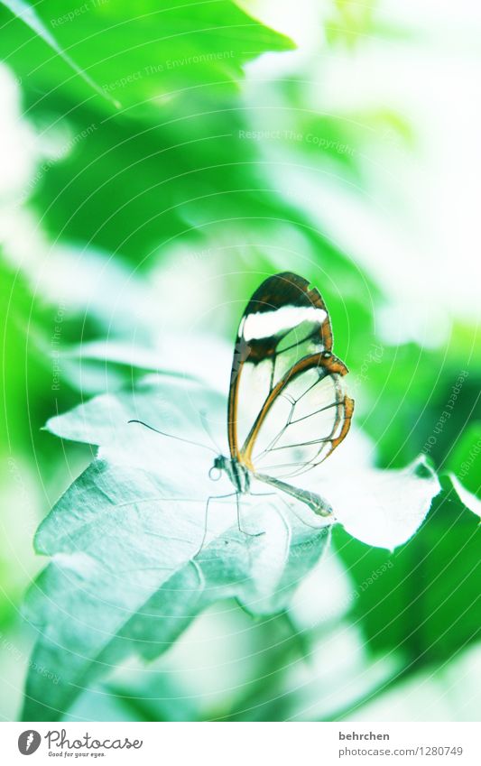 Weightless Nature Plant Animal Spring Summer Leaf Garden Park Forest Virgin forest Butterfly Wing glass wing butterfly 1 Observe Flying Sleep Sit Exceptional