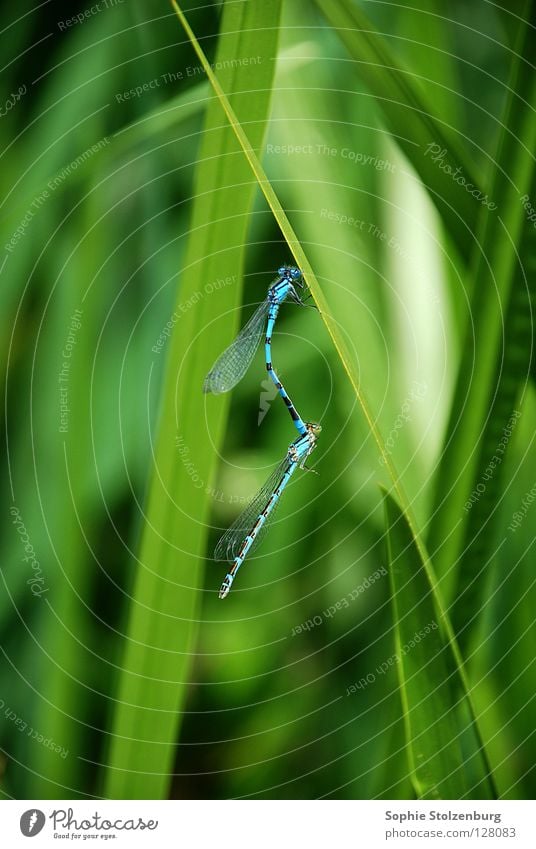 Dragonflies in love Dragonfly Insect Propagation Green Nature Blue Macro (Extreme close-up) In pairs Pair of animals