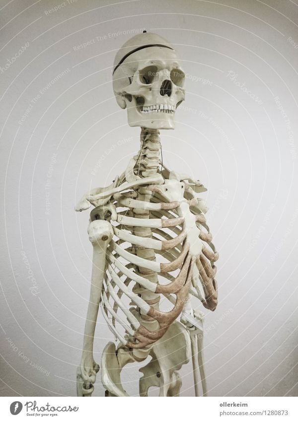 skeleton, bone, skull, skeleton Health care School Study Academic studies Doctor Body Head Chest Illness White Death Skeleton Death's head Ribs Anatomy