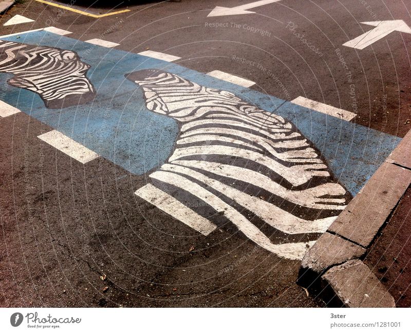 Zebra on the Strip II Road traffic Street Animal Zoo Safety Zebra crossing Transport Colour photo Exterior shot Detail Deserted Copy Space top Copy Space bottom