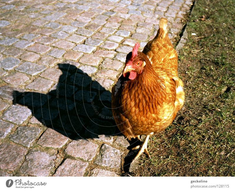Borderline Scrub Fowl Barn fowl Cobbled pathway Contentment Rooster Bird Lawn Shadow borderline chicken Egg