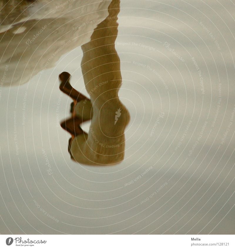 fried egg Environment Nature Animal Water Pond Lake Bird Swan 1 Exceptional Natural Gray White Surface of water Undulating Reflection Inverted Colour photo