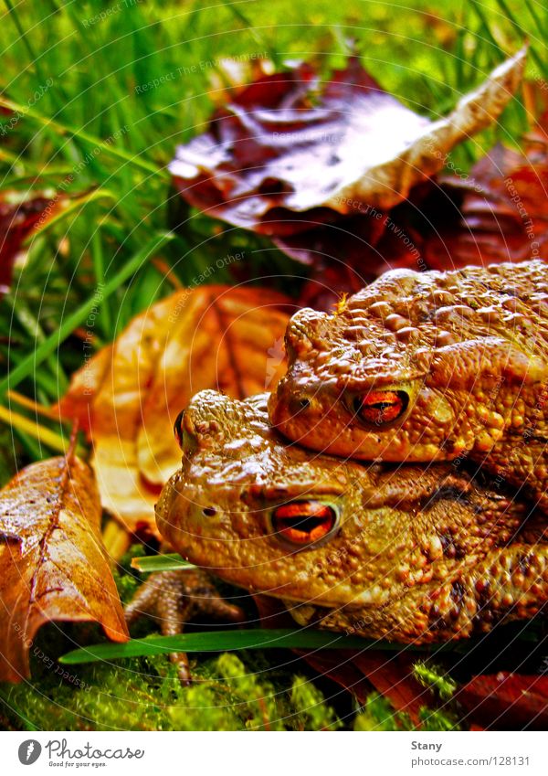 toad migration Meadow Grass Leaf Wet Damp Toad migration Green Together Dangerous Macro (Extreme close-up) Close-up Male Toad female toad Rain Orange