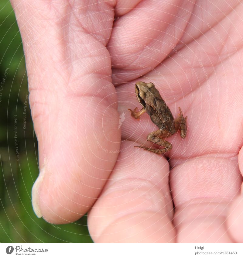 minor prince Human being Hand Fingers Environment Nature Animal Summer Wild animal Frog 1 Baby animal To hold on Looking Sit Wait Exceptional Uniqueness Small