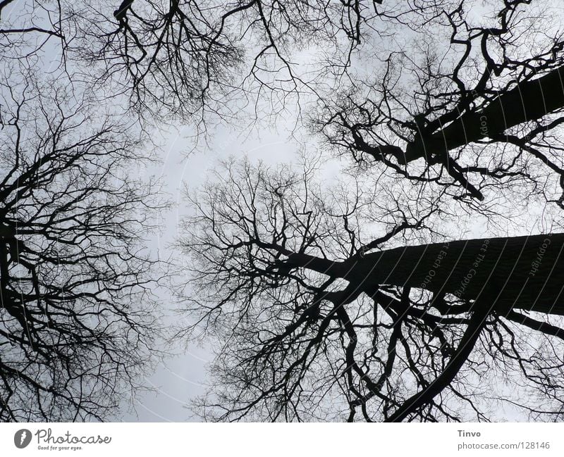 View to the sky Tree Treetop Winter Branchage Forest Twig Tall Sky Shadow Nature Black Gray Light blue
