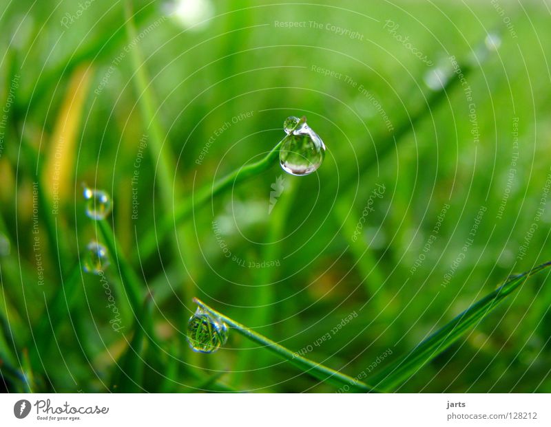 When the earth cries Grass Meadow Wet Green Spring Water Rain Drops of water Cry jarts