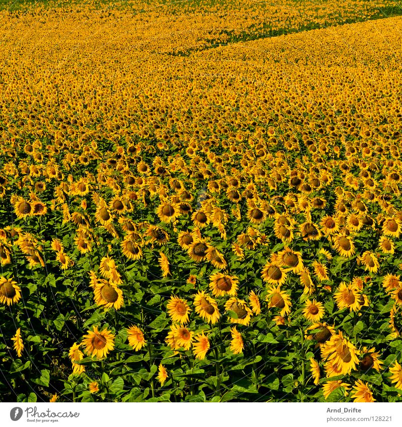 Sunflower field VI Flower Summer Yellow Spring Agriculture Diligent Work and employment Happiness Friendliness Fresh Pattern Blue Nature Landscape Happy Row