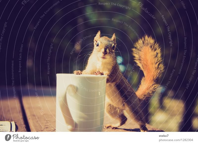 Curiosity IV Squirrel 1 Animal Observe Discover Looking Brash Cup Camping Disappointment To have a coffee Coffee break Animal portrait