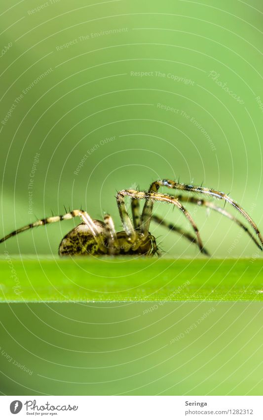 spider Nature Landscape Plant Animal Summer Garden Park Meadow Field Forest Spider Animal face 1 To feed Crawl Cross spider Insect Living thing Colour photo