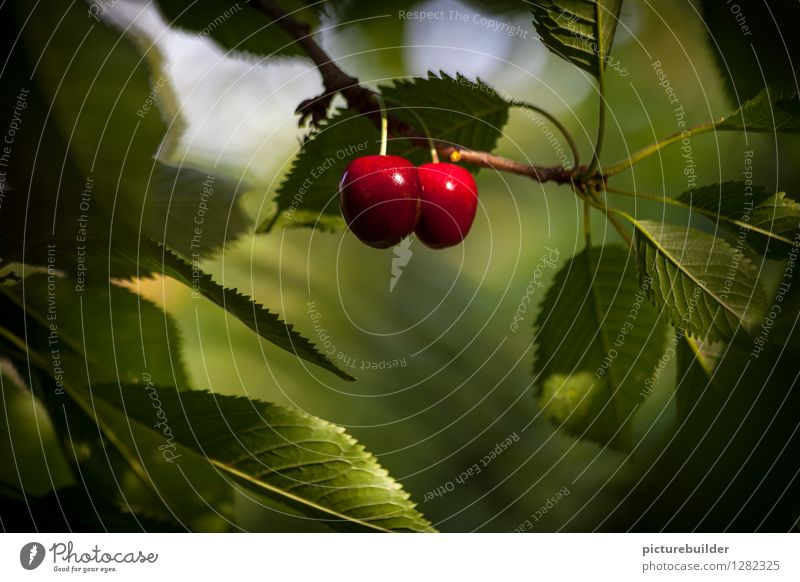 cherries Couple leaves Cherry tree Summer fruit Food Nutrition Vegetarian diet Nature Garden Relationship Equal Attachment Together Colour photo Exterior shot