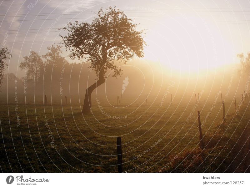 Morning mood 1 Fog Tree Fence Meadow Forest Light Moody Autumn Back-light Sun Lighting Sky Landscape