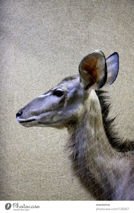 BIG EARS Large Animal - a Royalty Free Stock Photo from Photocase