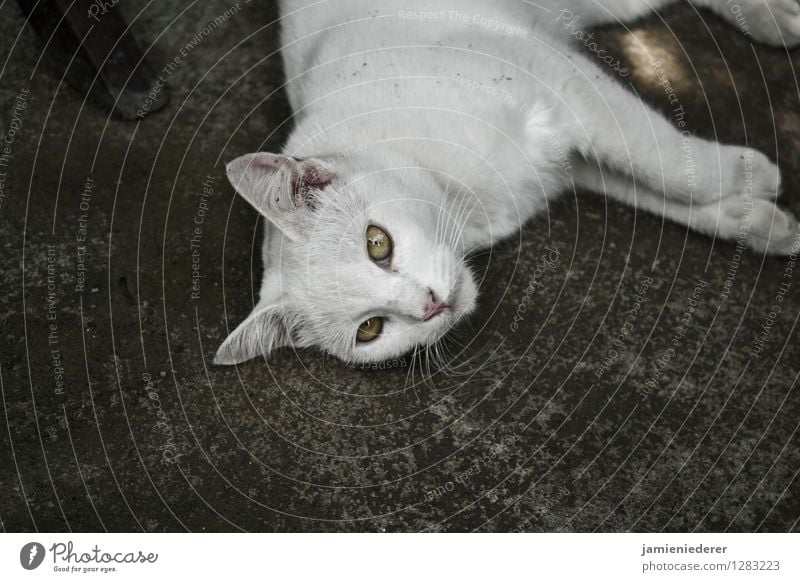 Stray White Cat Animal 1 Self-confident Cool (slang) Love of animals Serene Patient Colour photo Exterior shot Deserted Copy Space bottom Animal portrait