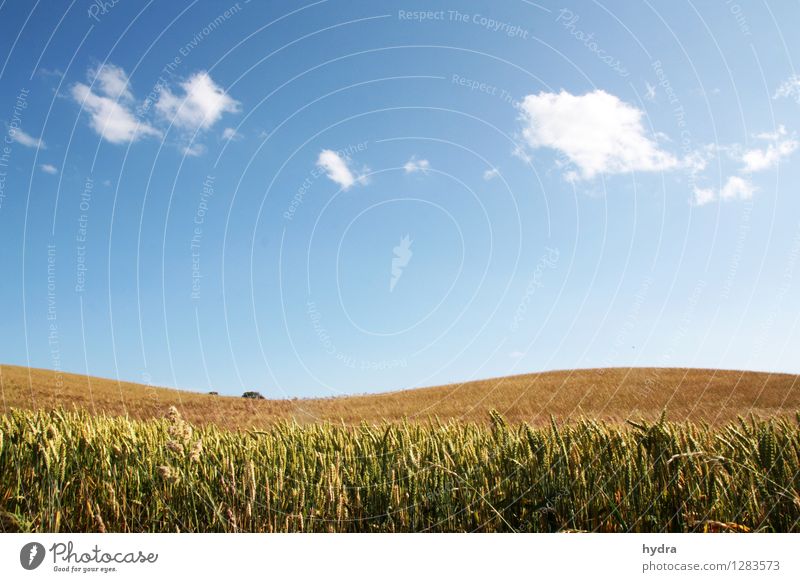 Gentle hills with cornfield in front of blue sky with white clouds Grain Organic produce Vegetarian diet Food Healthy Eating Relaxation Landscape Air Sky Clouds