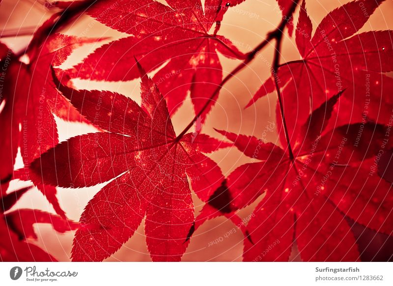 Autumn leaves in back light Nature Plant Sunlight Leaf Maple tree Hang Esthetic Natural Point Warmth Red Colour Transience momiji Colour photo Exterior shot