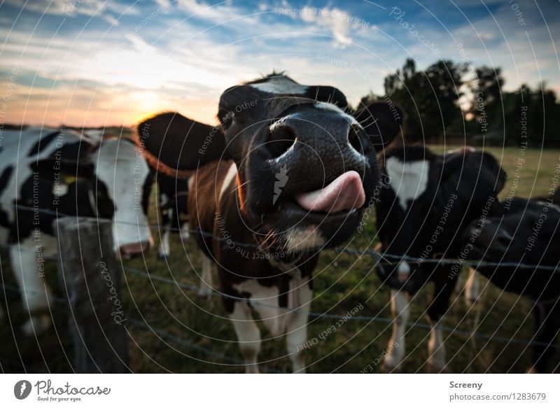 bite me... Agriculture Forestry Nature Landscape Plant Animal Sky Clouds Sun Sunrise Sunset Summer Beautiful weather Grass Meadow Field Farm animal Cow 4
