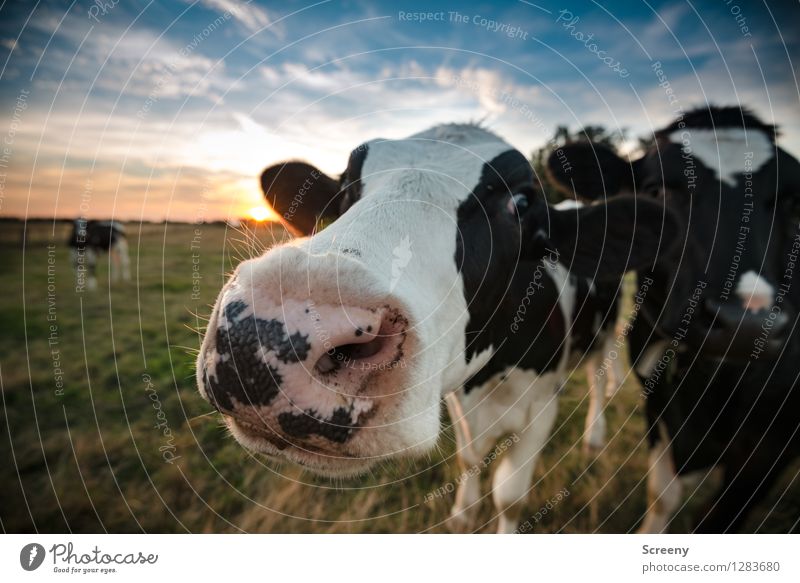 What? Agriculture Forestry Nature Landscape Plant Animal Sky Clouds Sunrise Sunset Sunlight Summer Beautiful weather Grass Meadow Field Farm animal Cow