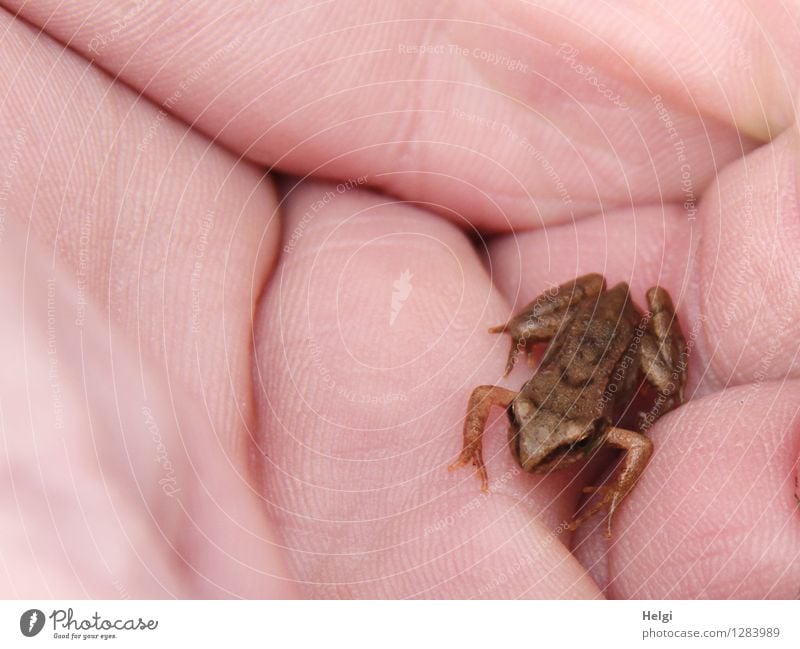 midget Hand Animal Wild animal Frog 1 Baby animal Sit Wait Exceptional Uniqueness Small Brown Pink Attentive Beginning Life Nature Environment Diminutive