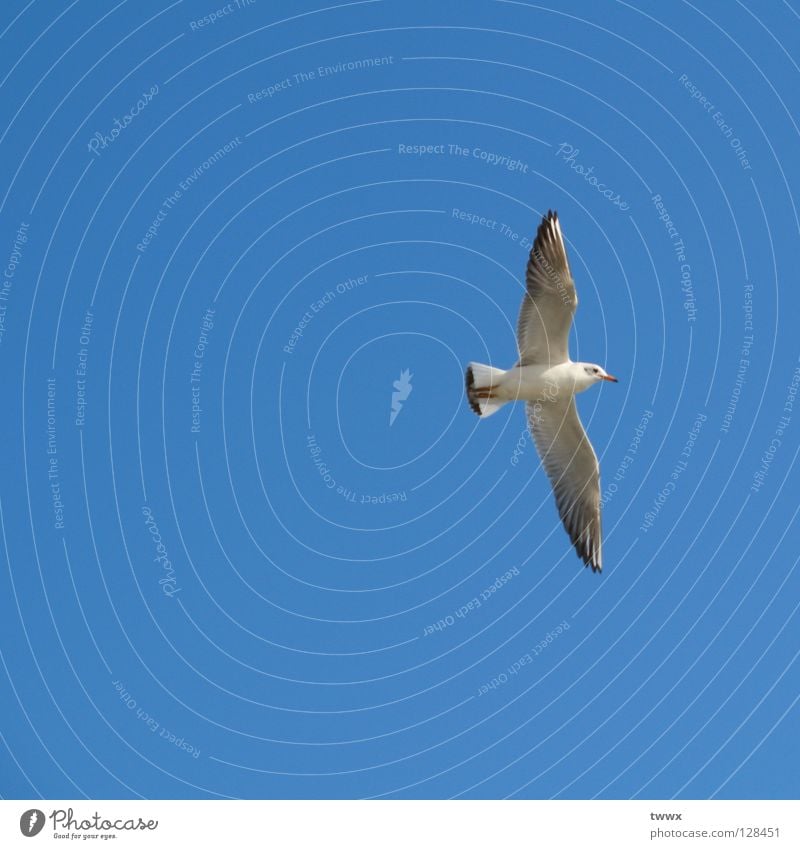 Seagull with aim before eyes Bird White Go up Upswing Sailing Gliding Air White-blue Beautiful weather Immaculate Pure Altitude flight New start Climber Success