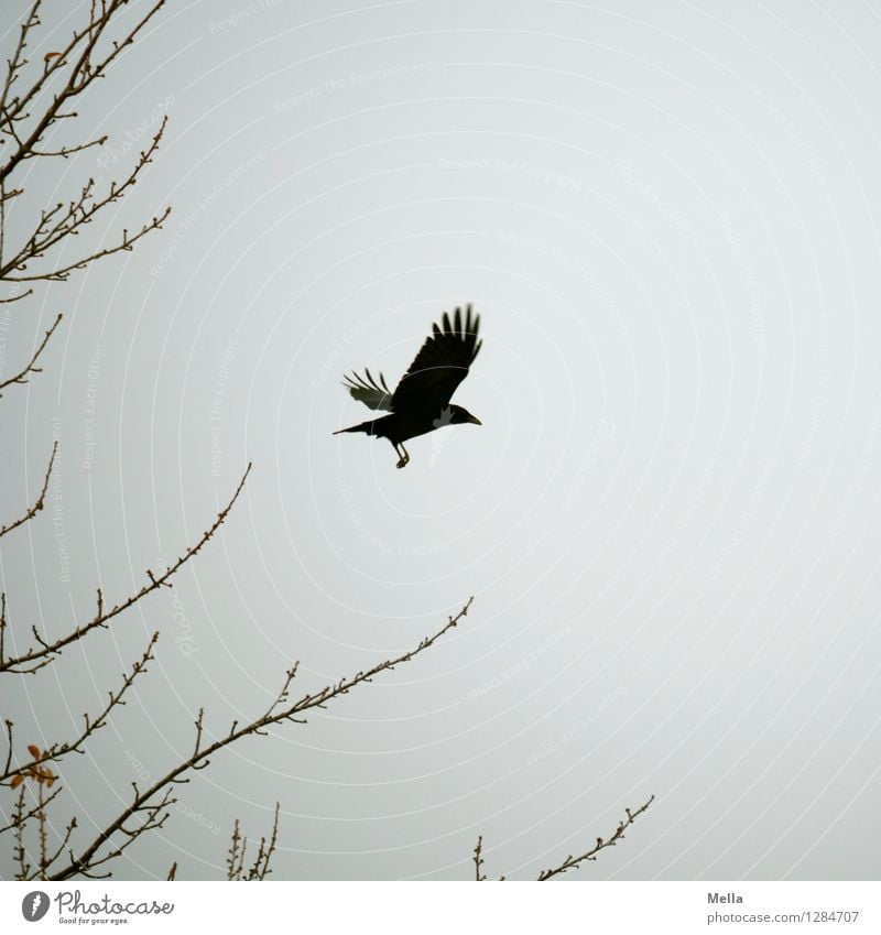Withdrawn Environment Nature Air Sky Plant Branch Animal Bird Crow Raven birds 1 Flying Free Natural Gloomy Gray Moody Freedom Wing Glide Departure Colour photo