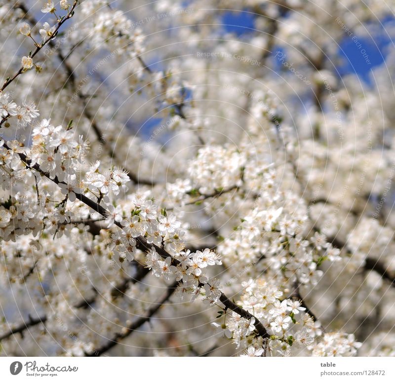 beginning of spring Spring Flower Blossom Bushes Physics White Joy Park Sky Warmth Fragrance Friedrichshagen