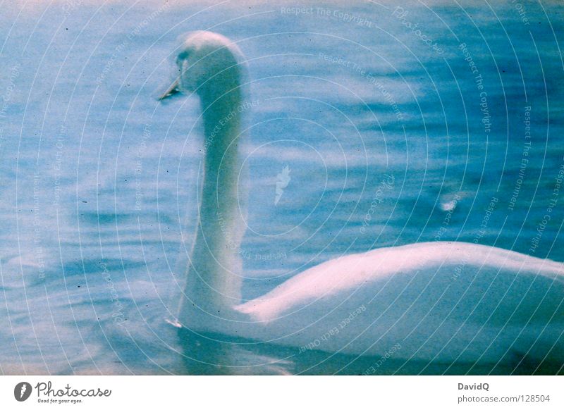 bulb Swan Bird Poultry Lake Body of water Long exposure Lomography Beautiful Feather Neck Water River Elegant Float in the water Swimming & Bathing