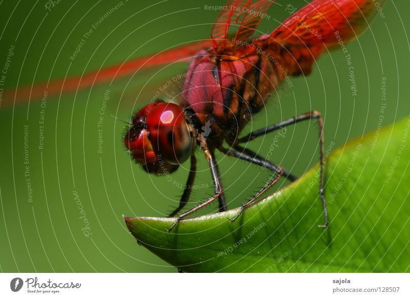 think pink - C Animal Leaf Wild animal Wing Dragonfly Dragonfly wings Insect 1 To hold on Esthetic Green Compound eye dragonfly lawn bubble level Legs