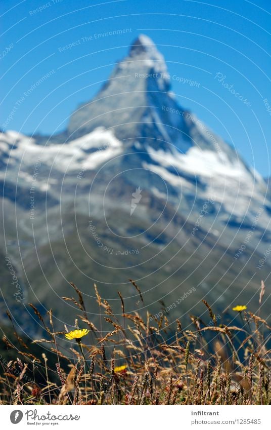 Mountain meadow on the Matterhorn Trip Far-off places Summer vacation Hiking Environment Nature Landscape Cloudless sky Beautiful weather Plant Flower Grass