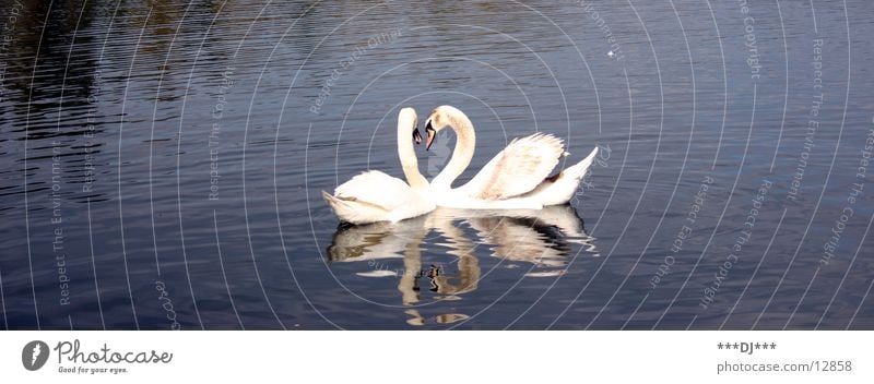 Love is...! Swan Lake Ocean Pond Bird Reflection Water River Feather Float in the water Swimming & Bathing