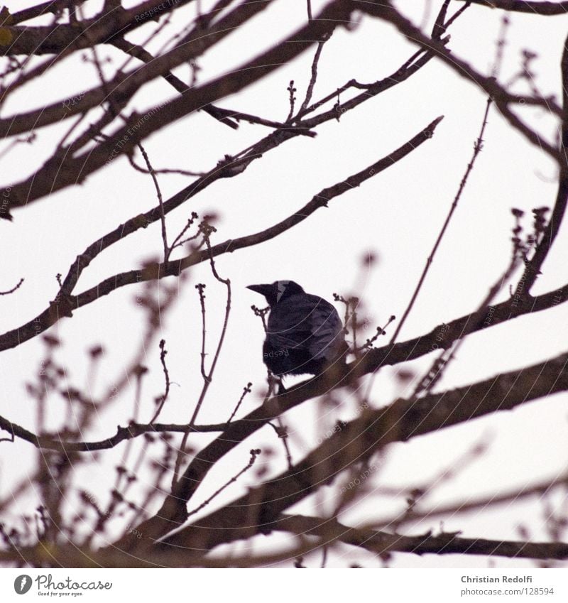 raven Raven birds Branchage Treetop Animal Bird Crow Black Mystic Bad weather Weather Construction site Clouds