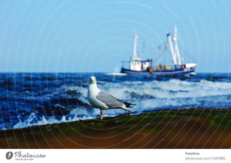 Under control Environment Nature Elements Water Sky Cloudless sky Summer Waves Coast North Sea Ocean Animal Bird 1 Near Wet Blue Watercraft Fishing boat