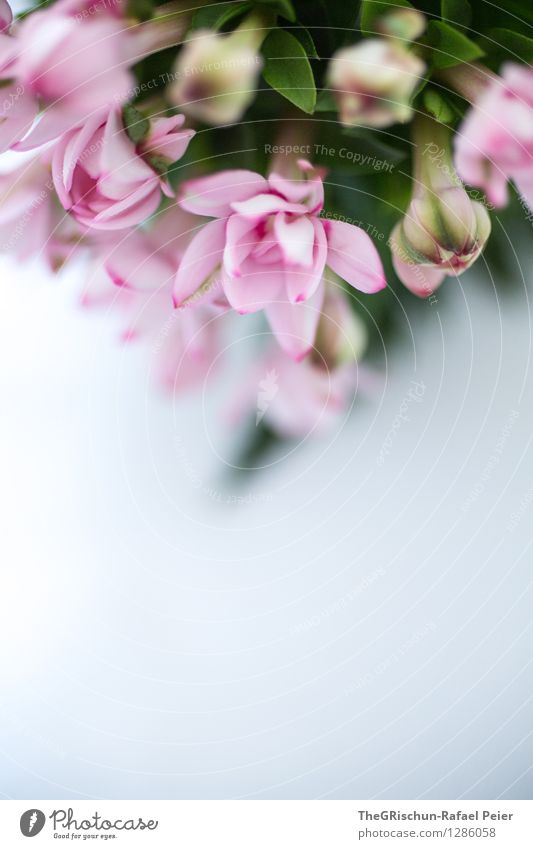 Flowery Nature Plant Blue Green Violet Pink Black White Decoration Embellish Progress Shallow depth of field Detail Leaf Blossoming Occur Colour photo