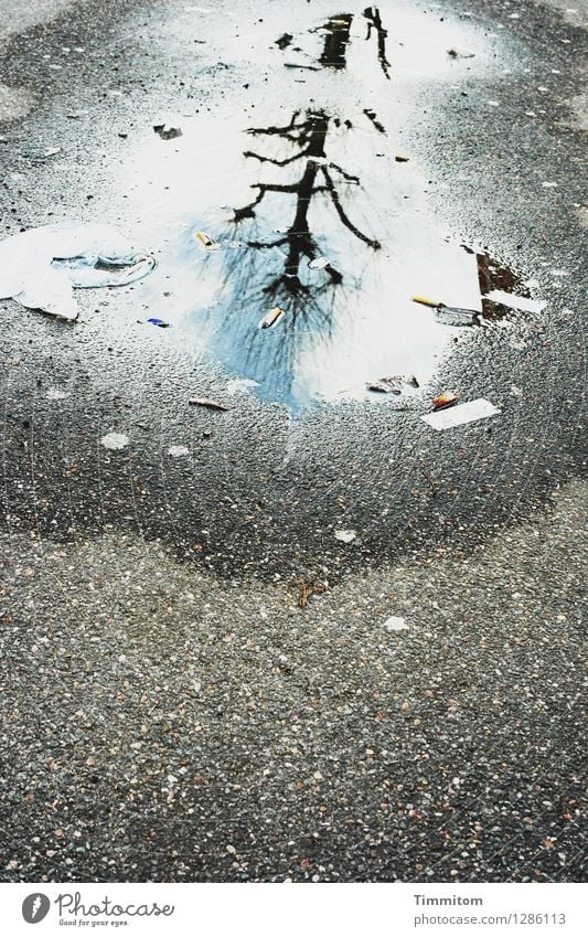 Karl cheers. Environment Sky Beautiful weather Street Water Esthetic Blue Gray Emotions Dirty Puddle Asphalt Reflection Tree Bleak Colour photo Exterior shot