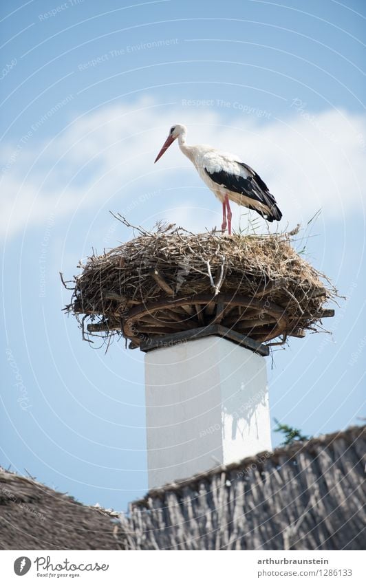Stork in nest House (Residential Structure) Nature Sky Clouds Summer Beautiful weather Village Fishing village Roof Animal Wild animal Bird Poultry Feather 1